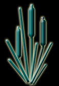 Ornamental green cattails